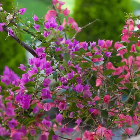 Sun Exclusive Seaside Polychrono