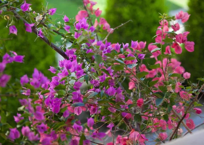 Sun Exclusive Seaside Polychrono